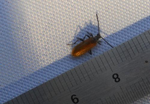 Lagria sp.